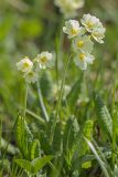 Primula ruprechtii