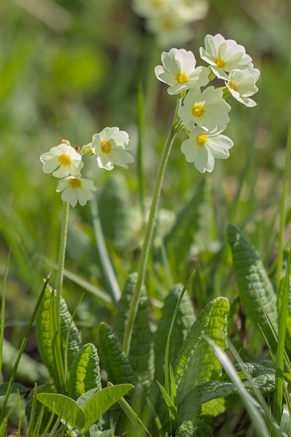 Image of Primula ruprechtii specimen.