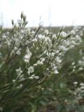 Eremogone rigida
