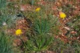 Scorzonera villosa. Цветущее растение в каменистой степи. Крым, Севастополь, Караньское плато. 31 мая 2014 г.