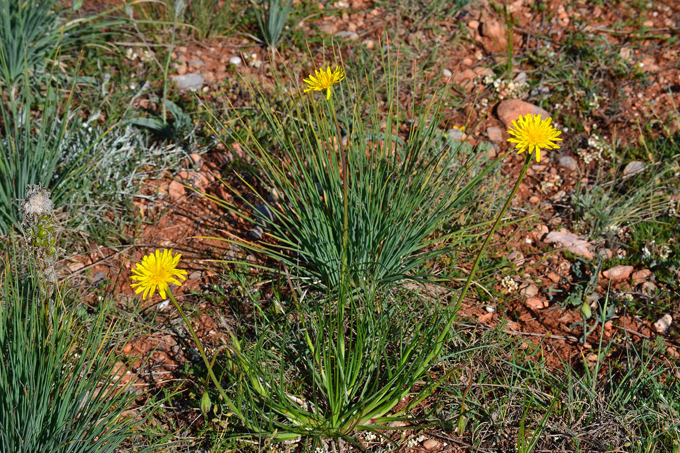 Image of Scorzonera villosa specimen.