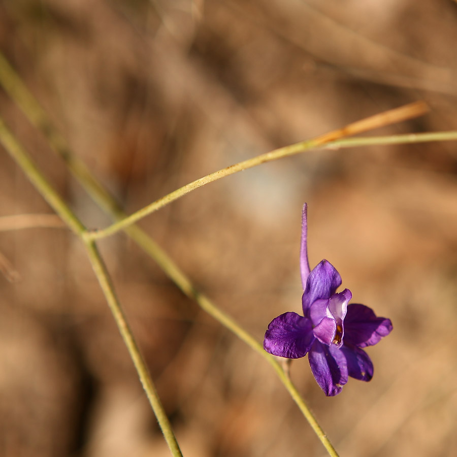 Image of genus Consolida specimen.