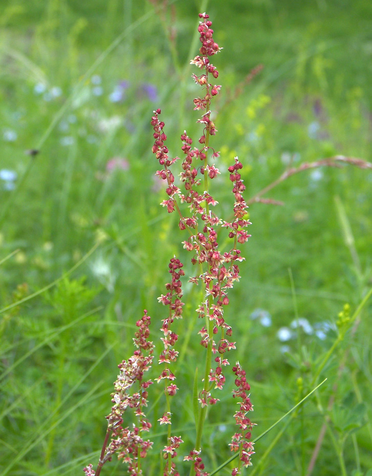 Image of Rumex acetosella specimen.