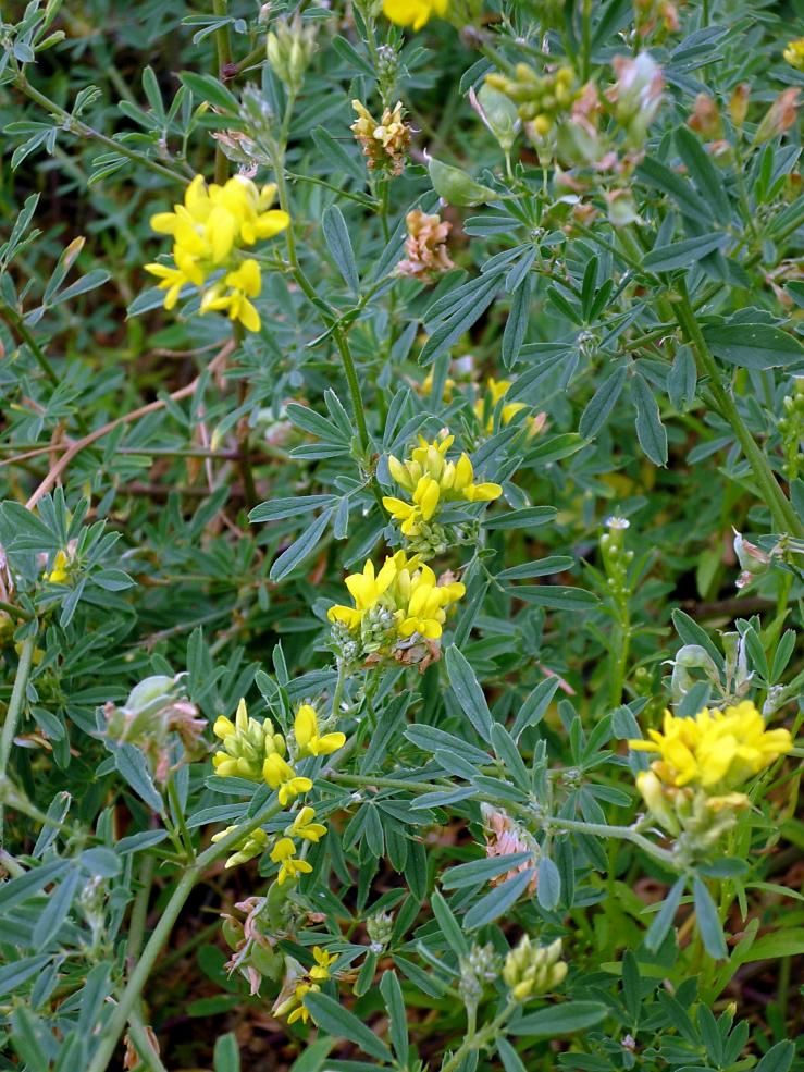 Изображение особи Medicago falcata.