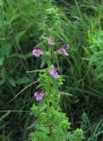 Pedicularis palustris