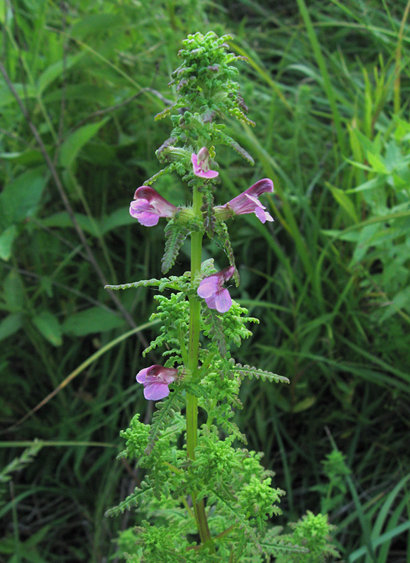 Изображение особи Pedicularis palustris.