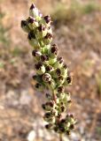 Silene densiflora