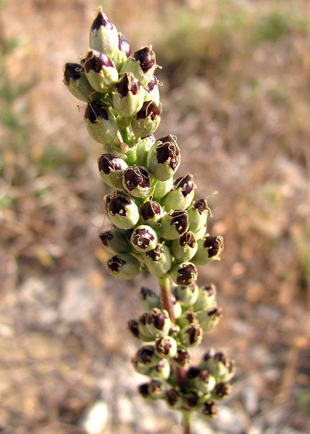 Изображение особи Silene densiflora.