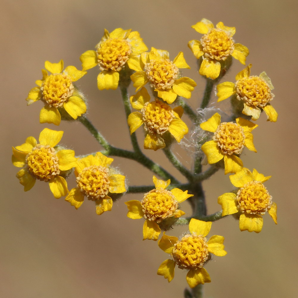 Image of Achillea leptophylla specimen.