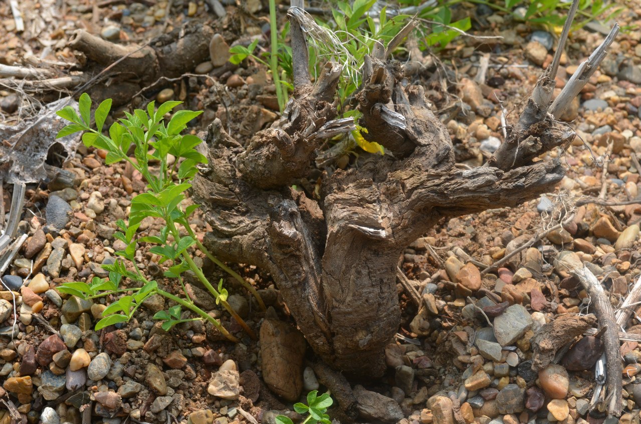 Image of Glycyrrhiza pallidiflora specimen.