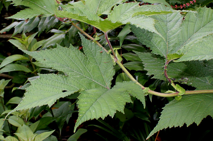 Image of Filipendula camtschatica specimen.