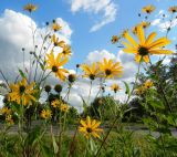 Helianthus tuberosus