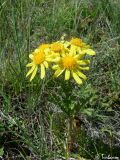 Senecio tauricus. Цветущее растение. Крымский природный заповедник, Бабуган-Яйла. 19.07.2009.