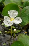 Hydrocharis dubia. Цветок. Приморский край, Черниговский р-н, окр. с. Черниговка, в небольшом водоёме. 29.08.2014.