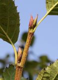Duschekia alnobetula
