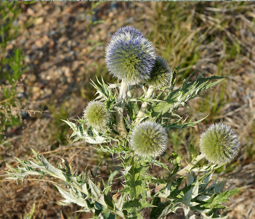 Изображение особи Echinops davuricus.