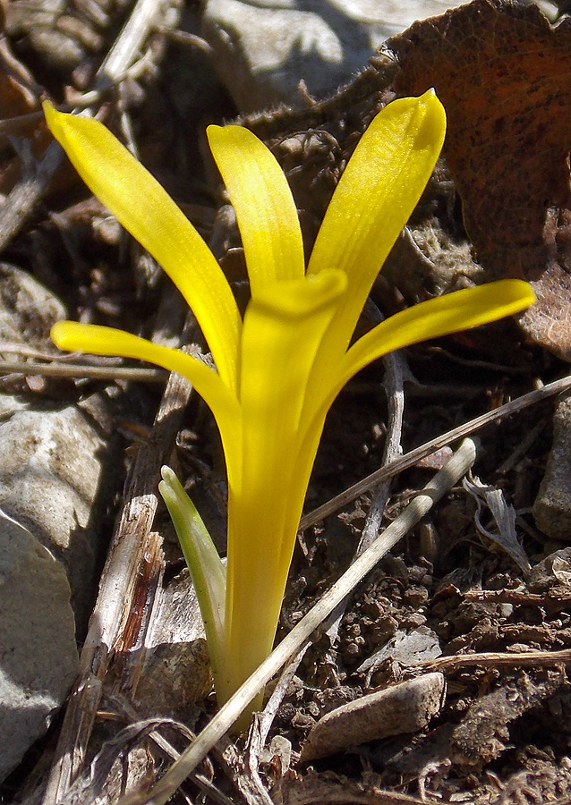 Image of Sternbergia colchiciflora specimen.
