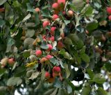 Malus domestica. Ветвь с плодами. Московская обл., Раменский р-н, окр. дер. Хрипань, садовый участок. 16.08.2014.