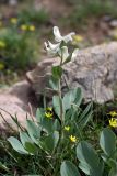 Corydalis ledebouriana. Цветущее растение. Южный Казахстан, горы Алатау, Западное ущелье, ~1000 м н.у.м. 11.04.2014.