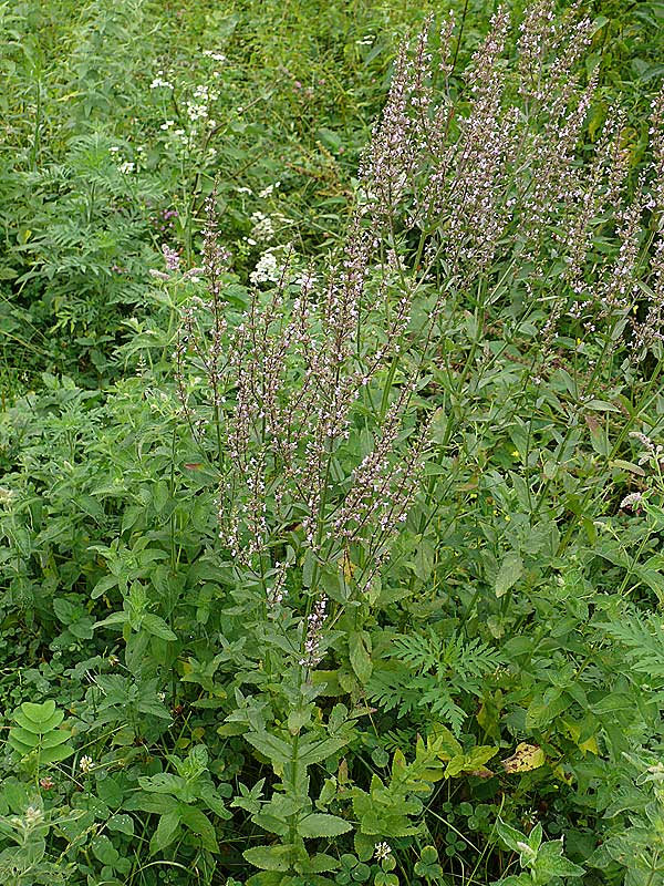 Image of Nepeta nuda specimen.