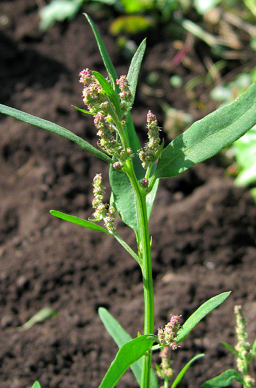 Изображение особи Atriplex patula.