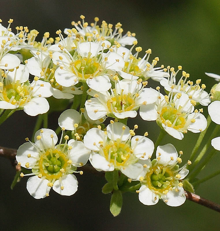 Изображение особи Spiraea hypericifolia.
