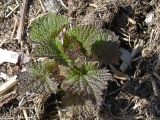 Urtica platyphylla