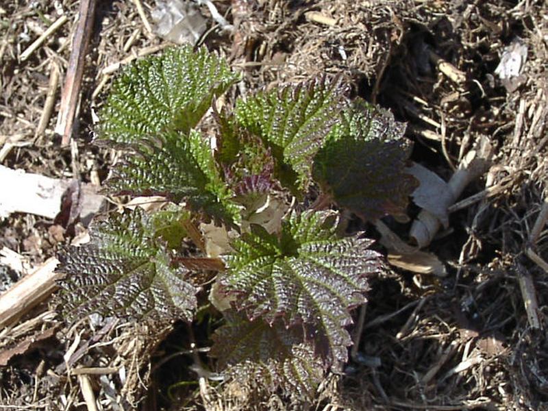 Изображение особи Urtica platyphylla.