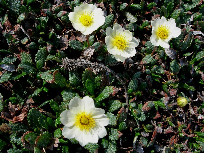 Image of Dryas punctata specimen.