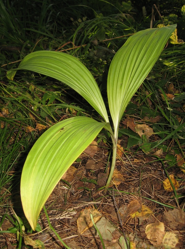 Изображение особи Veratrum nigrum.