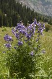 Polemonium caucasicum