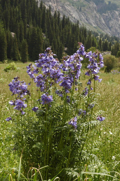 Изображение особи Polemonium caucasicum.