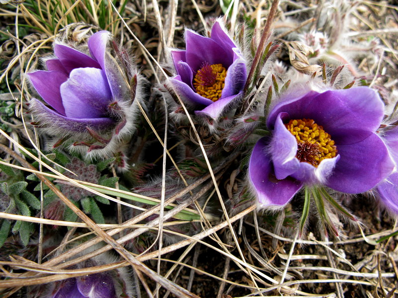 Изображение особи Pulsatilla turczaninovii.