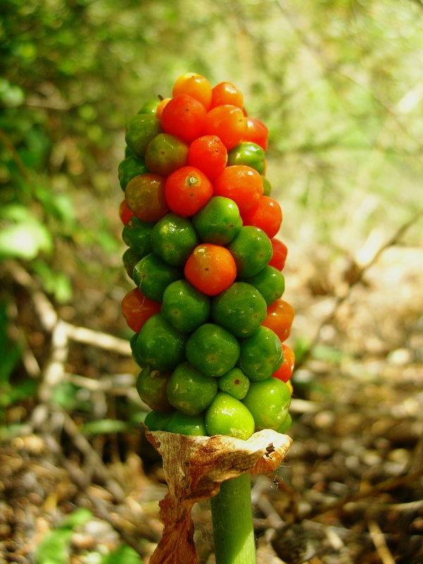 Изображение особи Arum korolkowii.