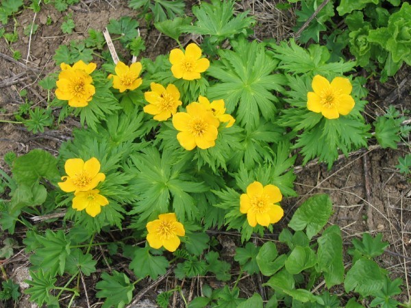 Изображение особи Trollius ranunculinus.