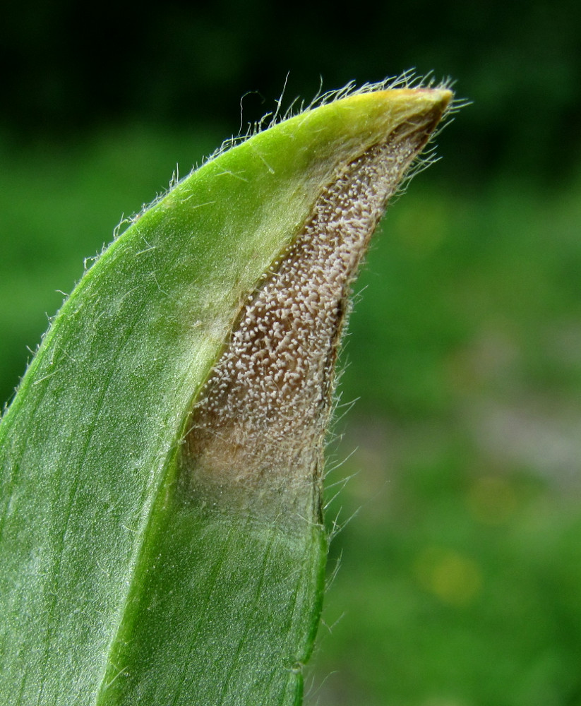 Image of Cerastium holosteoides specimen.