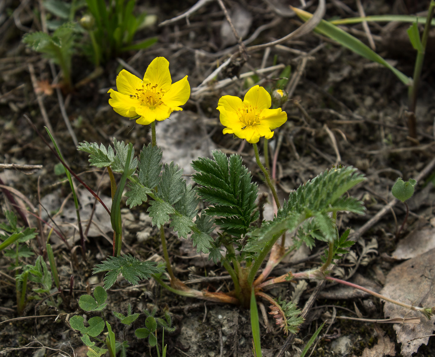 Изображение особи Potentilla anserina.