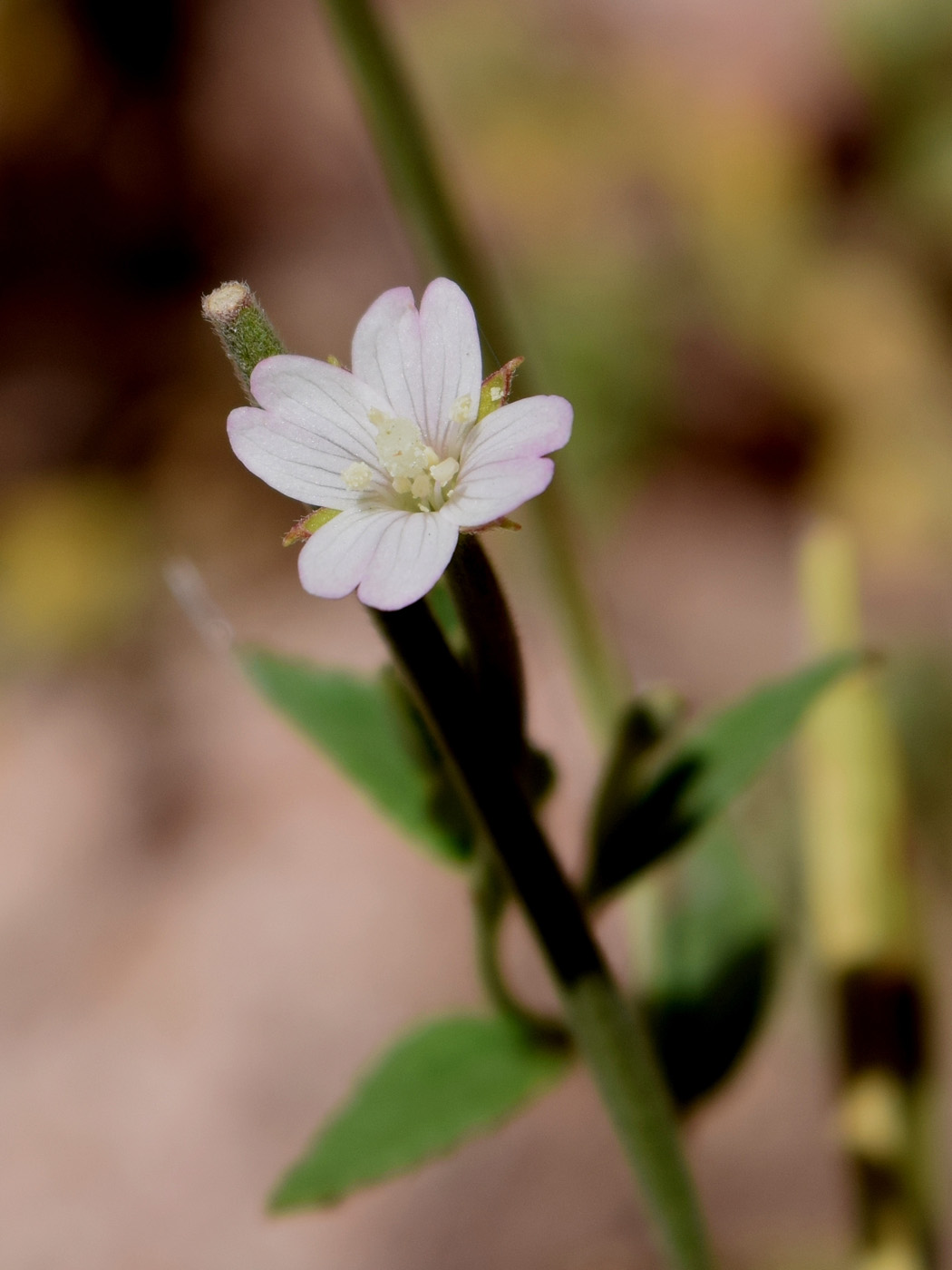 Изображение особи Epilobium cylindricum.