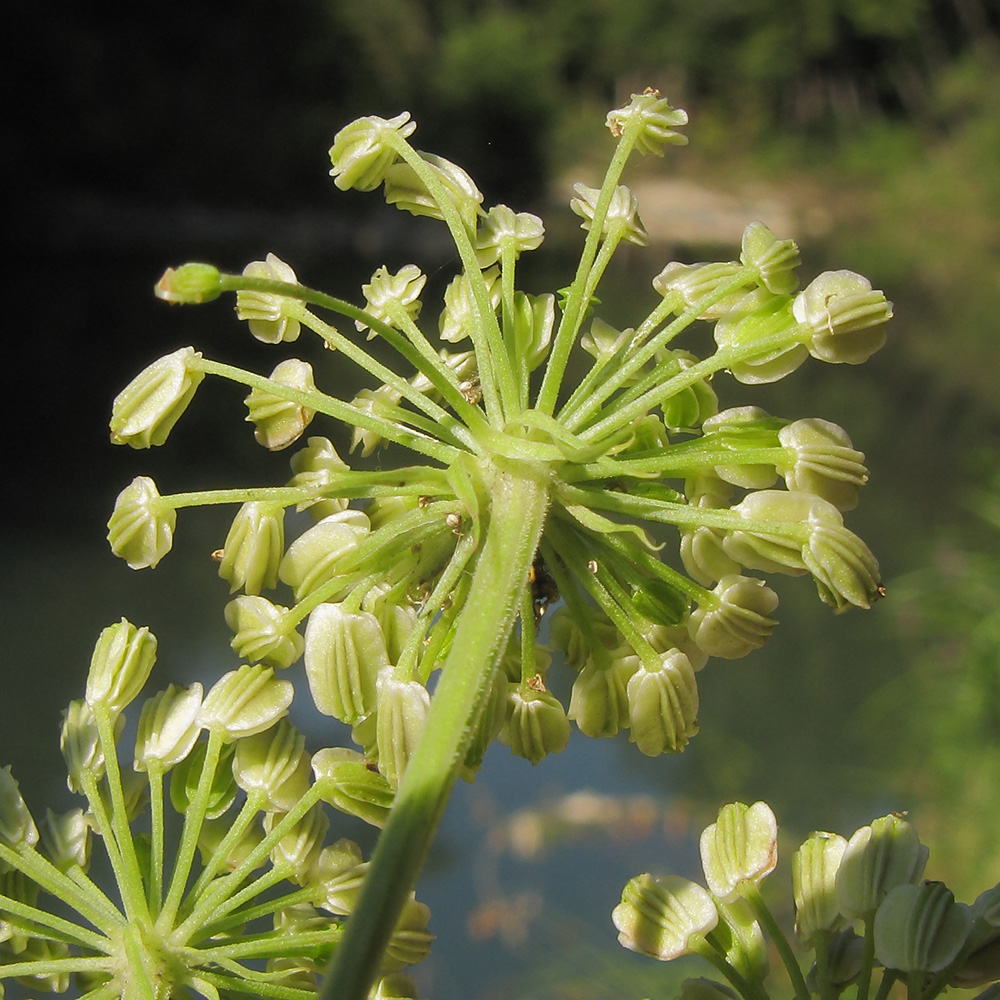 Image of Angelica pachyptera specimen.