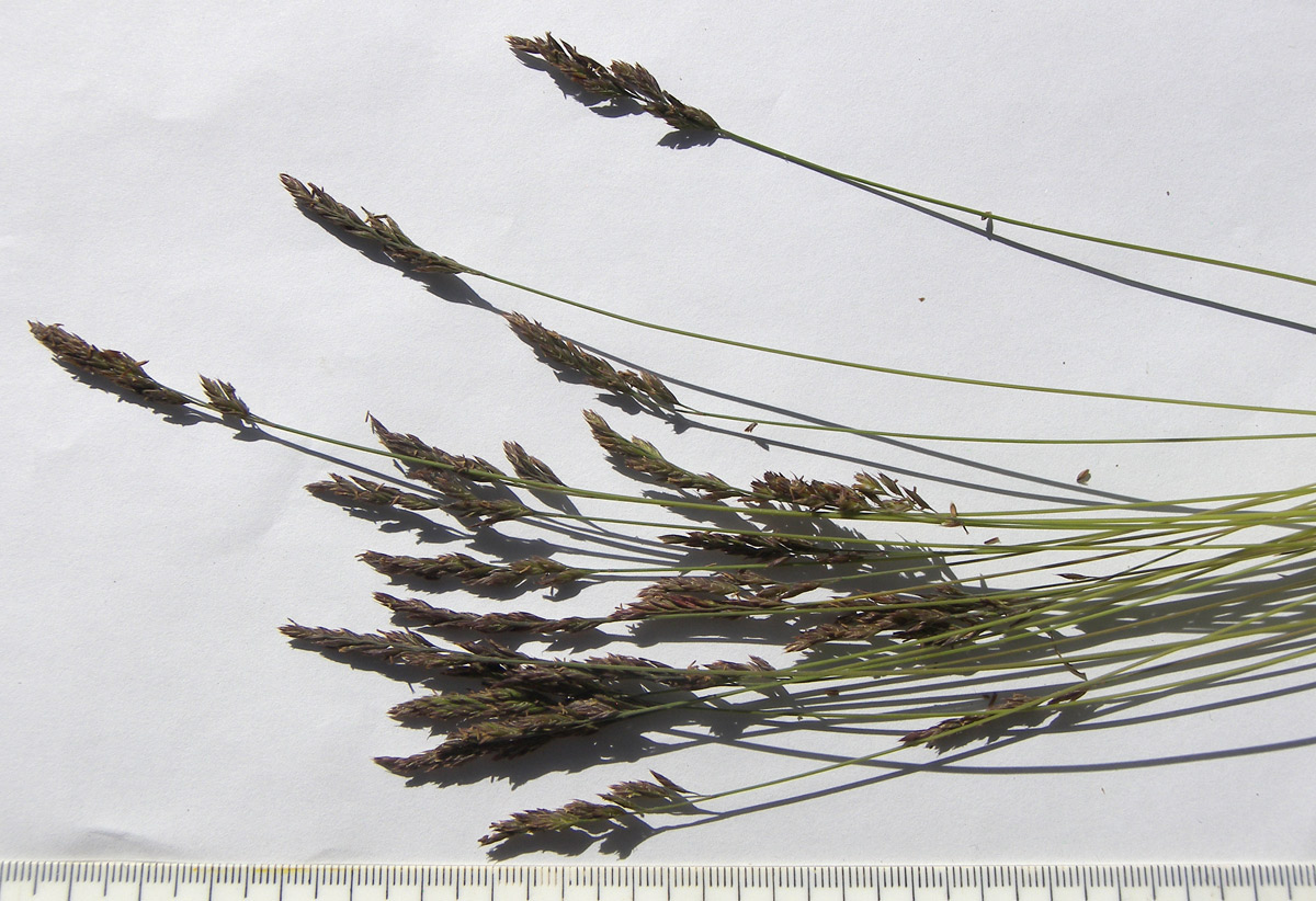 Image of Festuca ovina specimen.