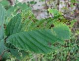 Ulmus glabra. Поражённый лист. Краснодарский край, Сочи, окр. Хосты, у скалы. 01.11.2015.