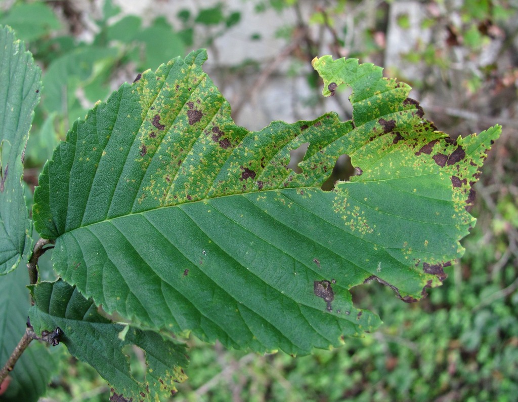 Изображение особи Ulmus glabra.