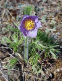 Pulsatilla patens