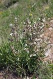 Salvia trautvetteri