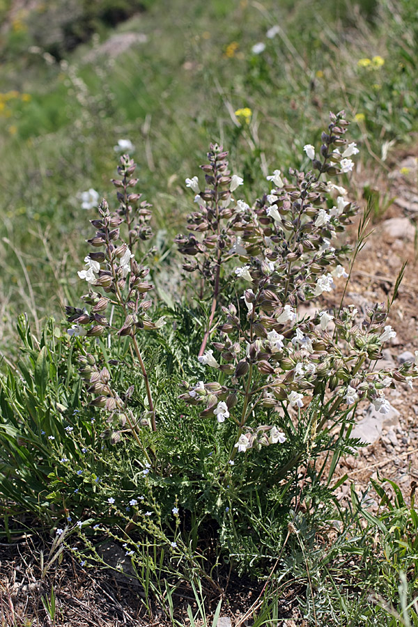 Image of Salvia trautvetteri specimen.