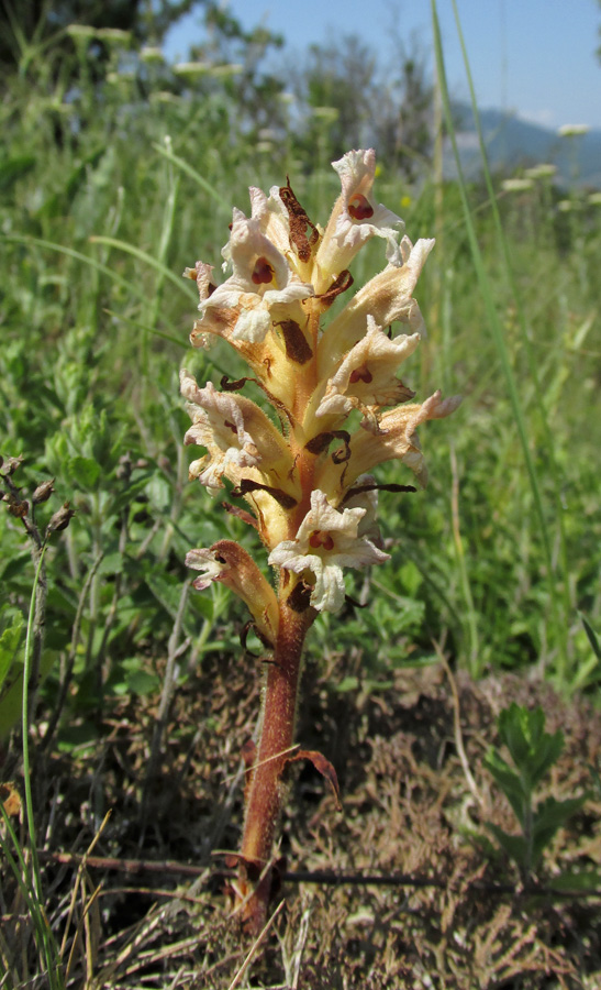 Изображение особи Orobanche lutea.