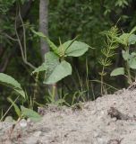 Aconogonon weyrichii. Вегетирующие растения на обочине шоссе в сообществе с хвощом и тысячелистником. Мурманская обл., ЗАТО г. Североморск, окр. г. Североморска. 21.06.2015.