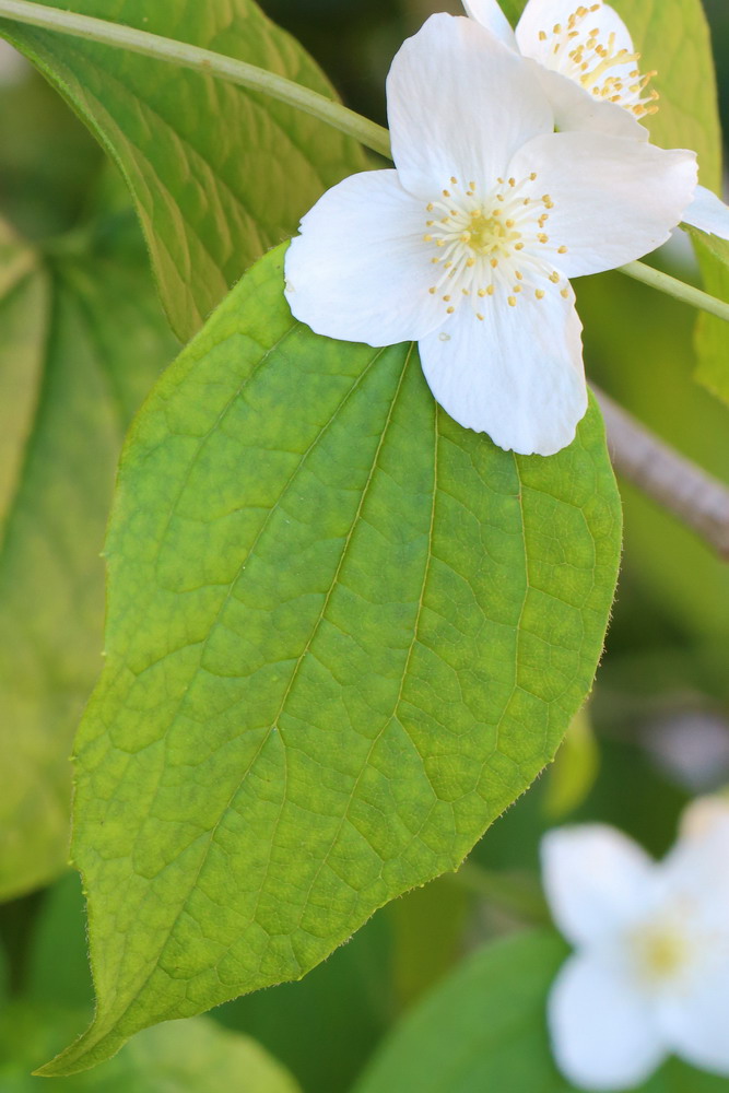 Изображение особи род Philadelphus.