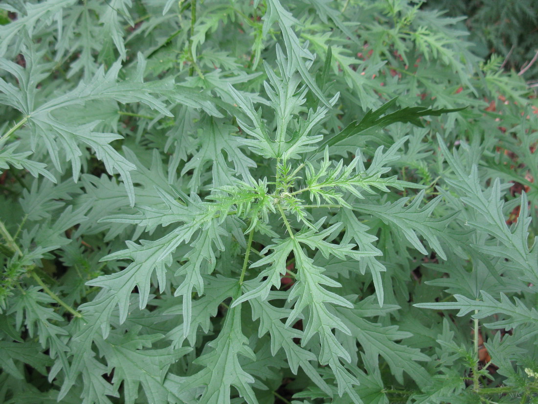 Изображение особи Urtica cannabina.