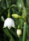 Leucojum aestivum